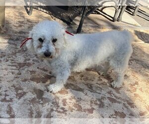 Poodle (Miniature) Dogs for adoption in Queen Creek, AZ, USA