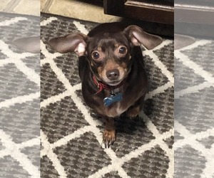 Chiweenie Dogs for adoption in Fruitland, SC, USA
