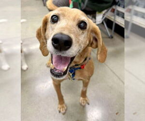 Mutt Dogs for adoption in Fairfax, VA, USA