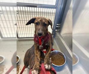 American Pit Bull Terrier-Catahoula Leopard Dog Mix Dogs for adoption in San Martin, CA, USA