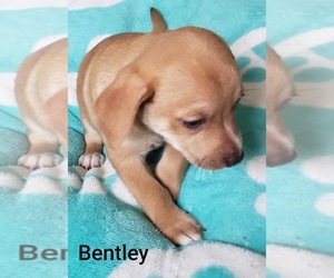 Small Beagle-Chihuahua Mix