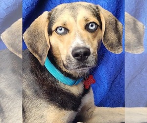 Beagle-Siberian Husky Mix Dogs for adoption in Cuba, NY, USA