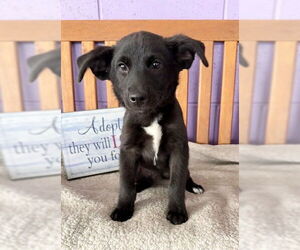 Labrador Retriever-Unknown Mix Dogs for adoption in Genesee, WI, USA