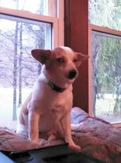 Medium Photo #1 Beagi Puppy For Sale in Akron, OH, USA