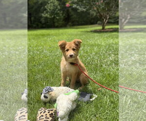 Australian Shepherd Dogs for adoption in Yardley, PA, USA
