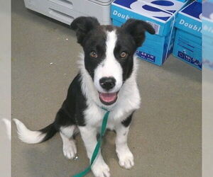 Border Collie Dogs for adoption in Pampa, TX, USA
