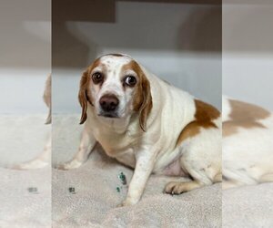 Beagle Dogs for adoption in Portland, IN, USA