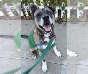 American Pit Bull Terrier-Unknown Mix Dogs for adoption in Santa Barbara, CA, USA