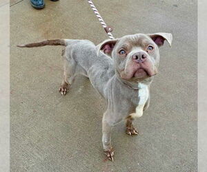 Mutt Dogs for adoption in Louisville, KY, USA