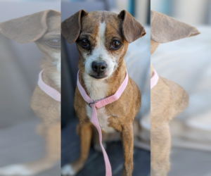 Chihuahua-Unknown Mix Dogs for adoption in Fresno, CA, USA