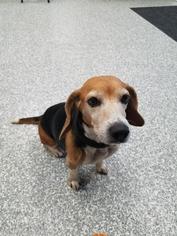 Beagle Dogs for adoption in Carroll, IA, USA