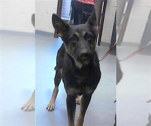 German Shepherd Dog Dogs for adoption in Fayetteville, NC, USA