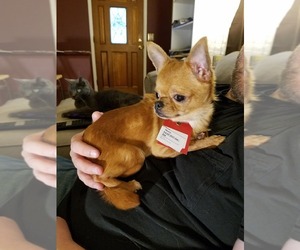 Chihuahua Dogs for adoption in Newport, KY, USA