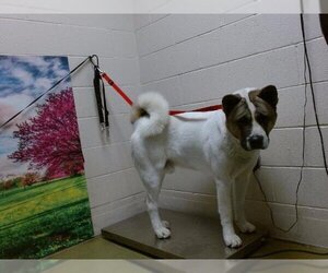 Akita Dogs for adoption in Moreno Valley, CA, USA