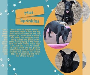 Australian Kelpie-Unknown Mix Dogs for adoption in fort worth, TX, USA