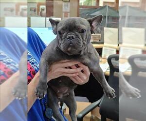 French Bulldog Dogs for adoption in Upland, CA, USA