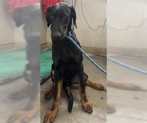 Rotterman Dogs for adoption in Camarillo, CA, USA