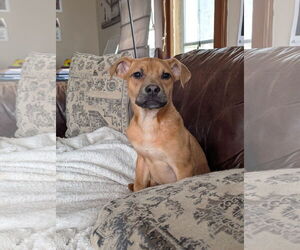 Chihuahua-Unknown Mix Dogs for adoption in St. Louis Park, MN, USA
