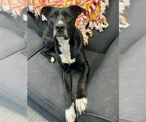 American Pit Bull Terrier-Labrador Retriever Mix Dogs for adoption in Peoria, IL, USA