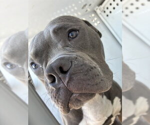 American Bulldog Dogs for adoption in Stockton, CA, USA