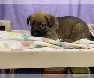 German Shepherd Dog-Unknown Mix Dogs for adoption in Modesto, CA, USA