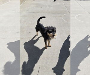 Mutt Dogs for adoption in Maquoketa, IA, USA