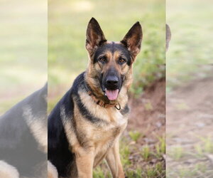 German Shepherd Dog Dogs for adoption in Montgomery, AL, USA