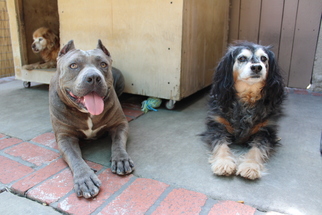 American Pit Bull Terrier Dogs for adoption in Rancho Santa Margarita, CA, USA