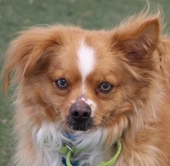 Pomeranian Dogs for adoption in Las Vegas, NV, USA
