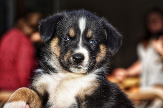 Medium Photo #1 Mutt Puppy For Sale in Ferndale, WA, USA