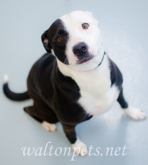 Borador Dogs for adoption in Monroe, GA, USA