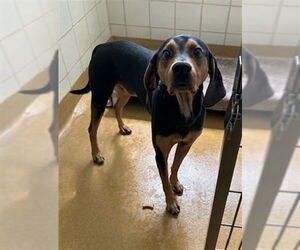 English Coonhound Dogs for adoption in Derwood, MD, USA