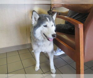 Siberian Husky Dogs for adoption in Ocala, FL, USA
