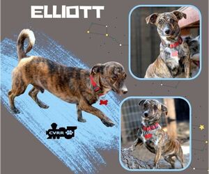 Mutt Dogs for adoption in Lindsay, CA, USA