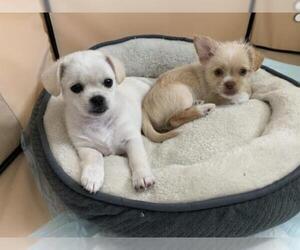 ShiChi Dogs for adoption in Weston, FL, USA