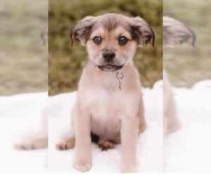 American Staffordshire Terrier-Spaniel Mix Dogs for adoption in Princeton, MN, USA