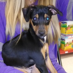 Miniature Pinscher Dogs for adoption in Commerce, GA, USA
