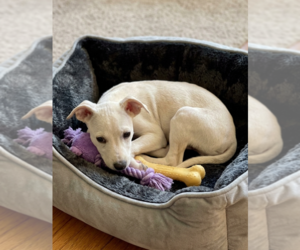 Chiweenie Dogs for adoption in Genesee, WI, USA