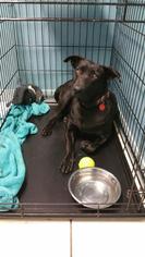 Labrador Retriever Dogs for adoption in Rockaway, NJ, USA