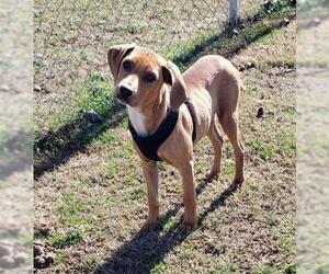 Beagle Dogs for adoption in Scottsboro, AL, USA