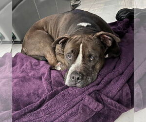 Mutt Dogs for adoption in Tampa, FL, USA