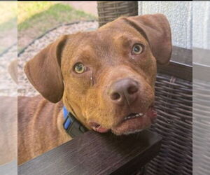 Mutt Dogs for adoption in Canton, CT, USA