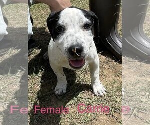 Basset Hound-Unknown Mix Dogs for adoption in Pawtucket, RI, USA