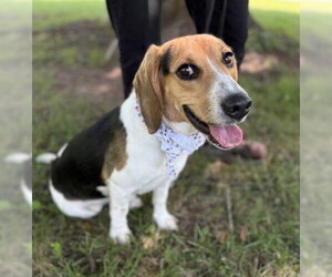 Beagle-Unknown Mix Dogs for adoption in Warrenton, VA, USA