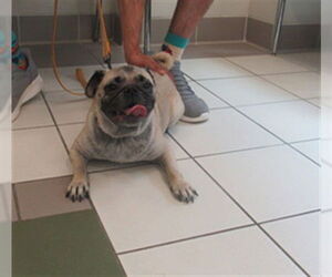 Pug Dogs for adoption in Derwood, MD, USA