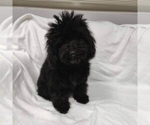 Poodle (Miniature) Dogs for adoption in St. Louis Park, MN, USA