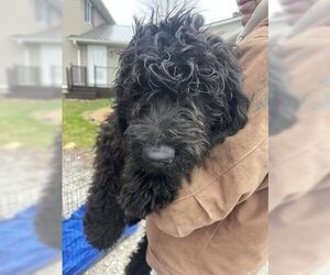 Goldendoodle Dogs for adoption in Glen Haven, WI, USA
