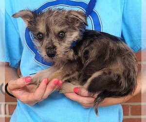 Cairn Terrier-Unknown Mix Dogs for adoption in Carrollton, TX, USA