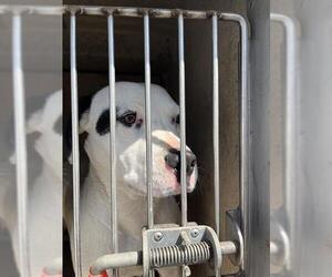 American Pit Bull Terrier-Unknown Mix Dogs for adoption in Oklahoma City, OK, USA
