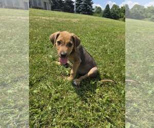Beagle-Unknown Mix Dogs for adoption in SHERBURNE, NY, USA